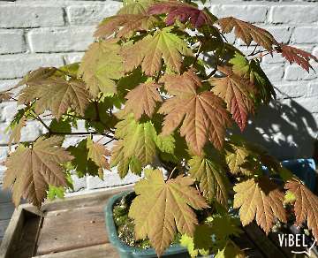 Acer japonicum Vitifolium 5883 20260728