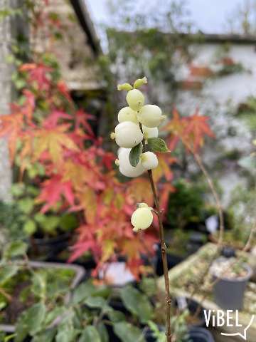Symphoricarpos albus 20271027
