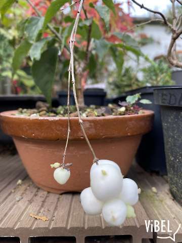 Symphoricarpos albus 5958 20261027