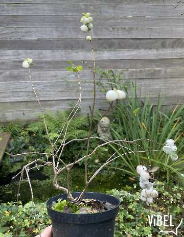 Symphoricarpos albus (Snowberry)