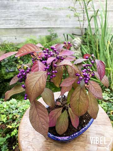 Callicarpa boninieri (aka C. japonica) 5970 20261027