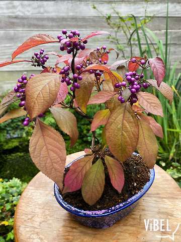 Callicarpa bodinieri