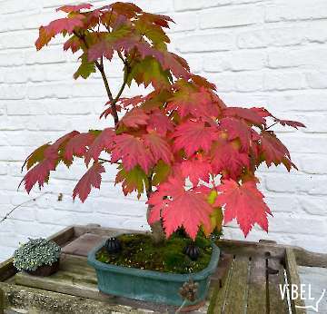 Acer japonicum Vitifolium 5952 20261024