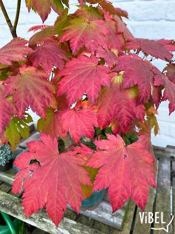 Acer japonicum Vitifolium 5955 20261014 Autumn Foliage Detail
