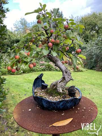 Malus evereste on Sept 12 5933 20260912