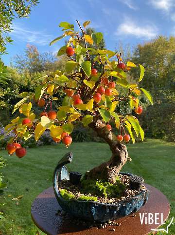 Malus evereste on Oct 28th 5981 20261028
