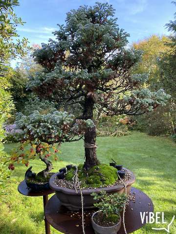 Cham. pisifera 5984 20261028