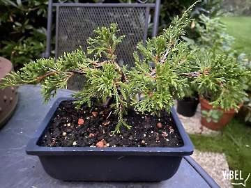 Juniperus chinensis "Itoigawa"