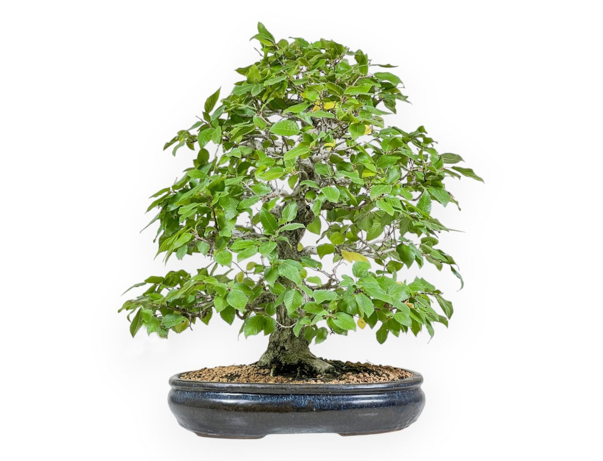 Carpinus turczaninowii bonsai