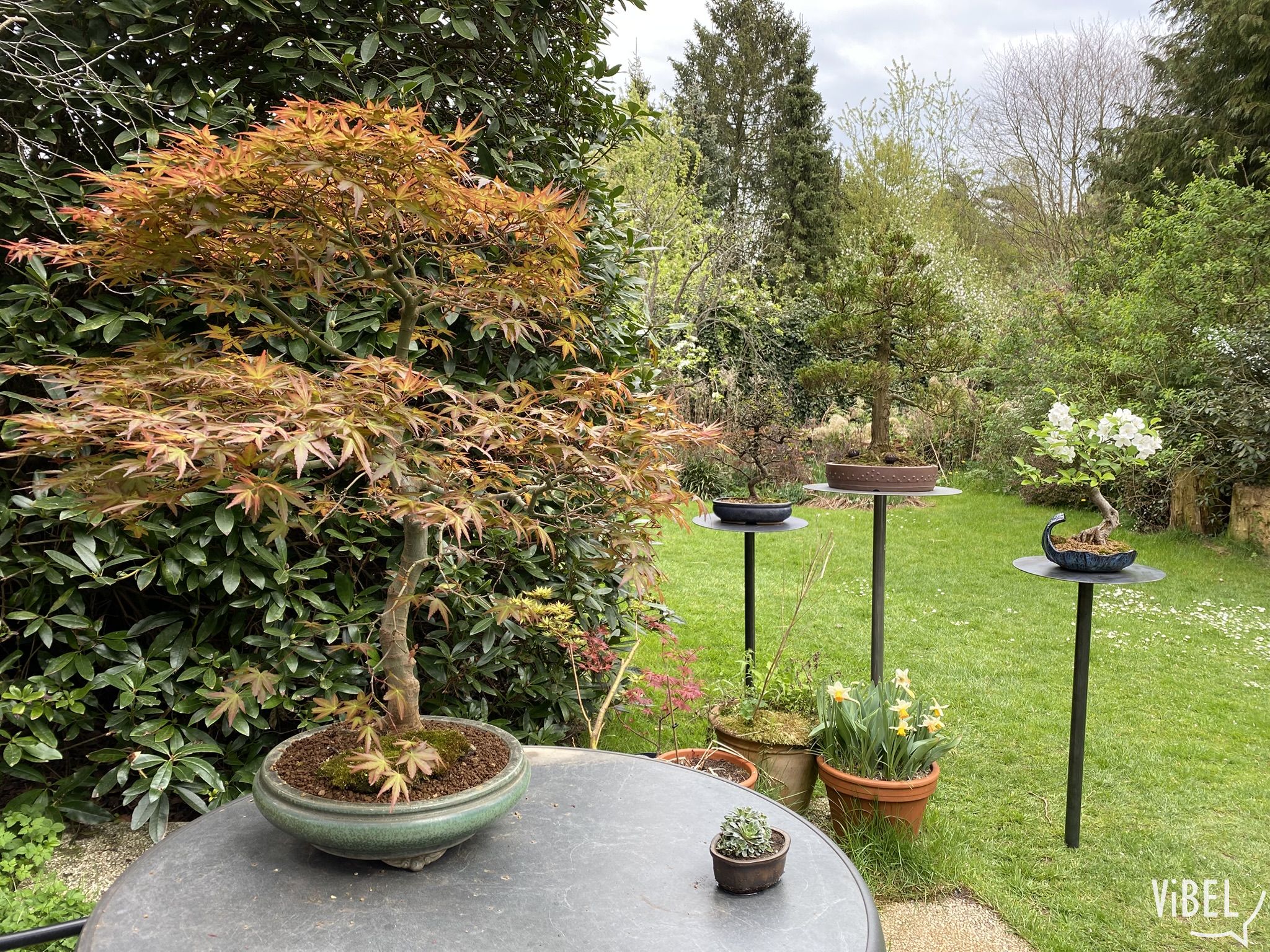 bonsai-in-the-garden-on-monkey-poles_20260514_1832104609.jpeg