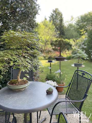 Bonsai 20250506 5299