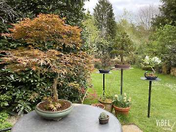 Bonsai on Monkay Poles 20250415