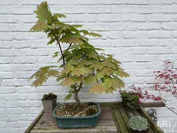 A. j. Vitifolium 20260411