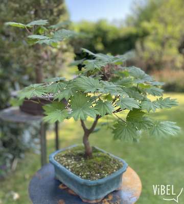 Acer japonicum Vitifolium 20250504 5286