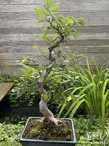 Carpinus turqzaninovii 5811 20260604