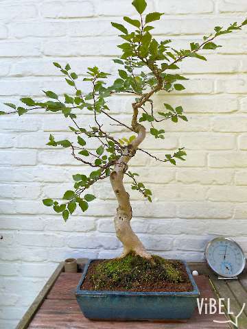 Carpinus turczaninowii 20250810 5343