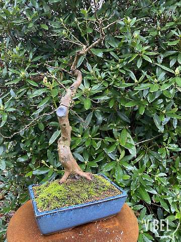 Carpinus turczaninowii 20251220 5603