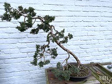 Juniperus chinensis sp 20251221 5613