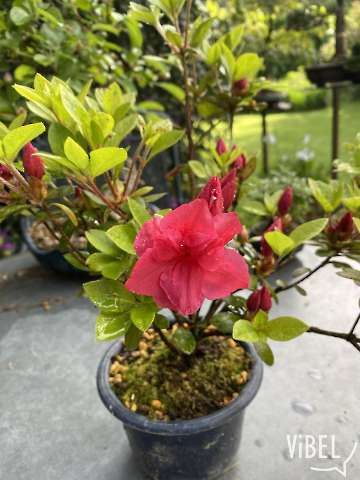 Satsuki Azalea 'Benibotan'  5783 20260511