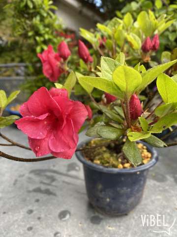 Satsuki Azalea Benibotan 5784 20260511