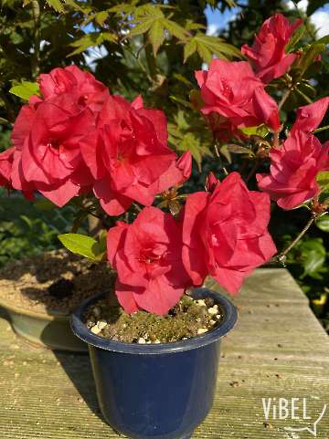 Satsuki Azalea Benibotan 5793 20260521