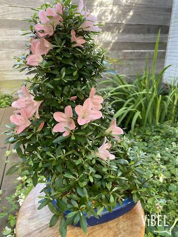Satsuki Azalea 'Nikko' 5855 20260614
