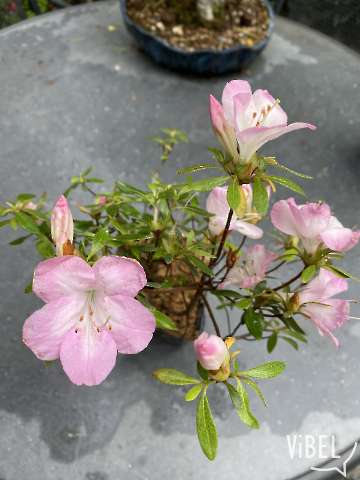 'Santoka' Hybrid 20260506 5769