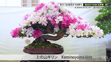 Kami-no-Yamakirin Reference Picture