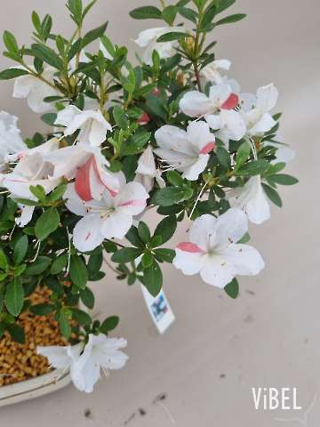 Satsuki Kotaro Flowering 1