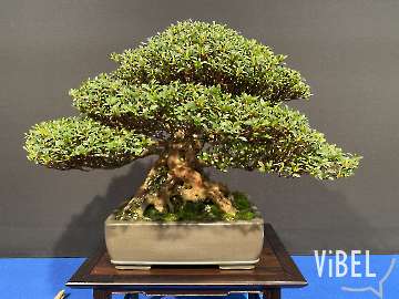 Satsuki bonsai at The Trophy 2026 Genk