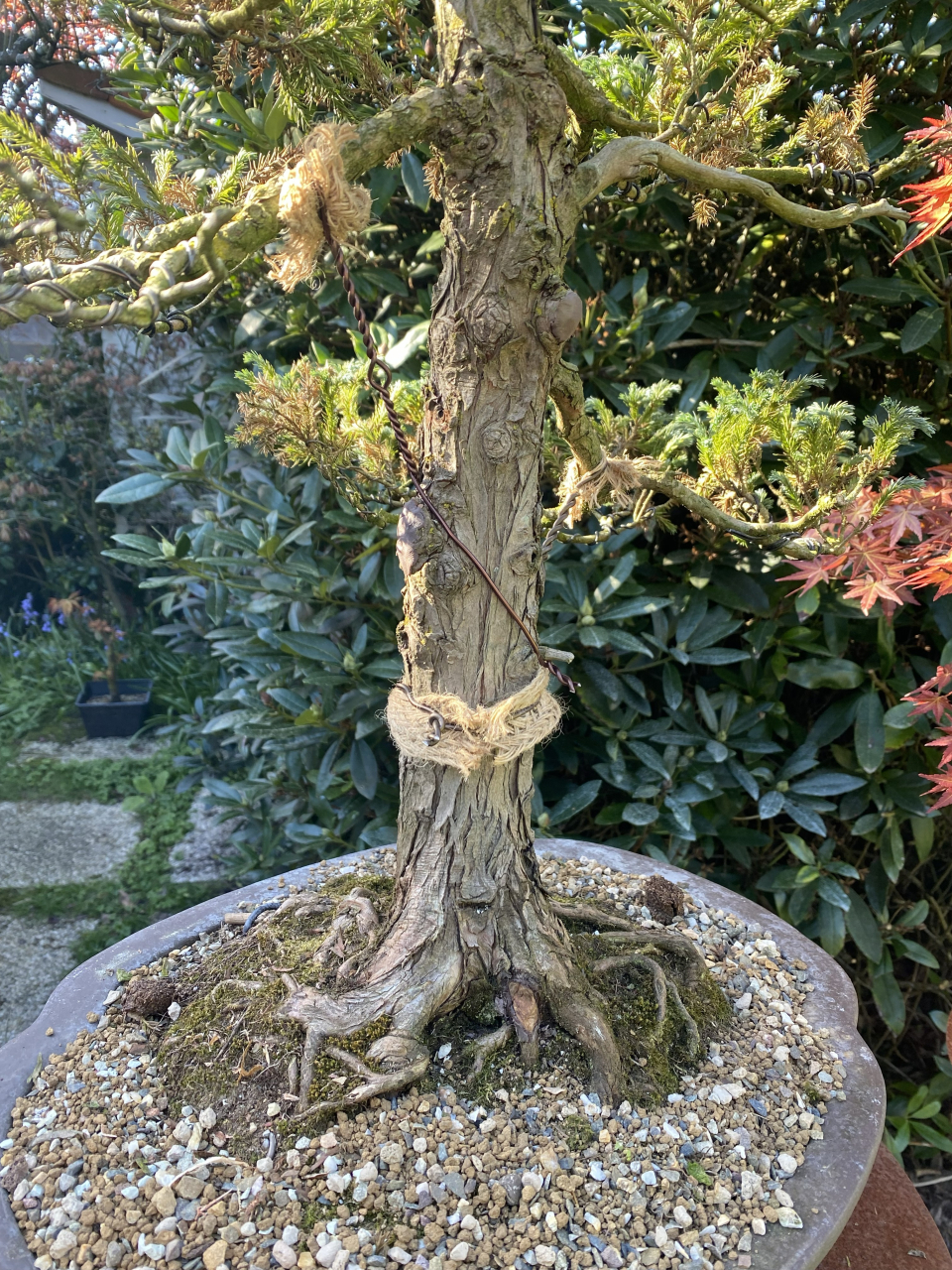 Sawara Cypress