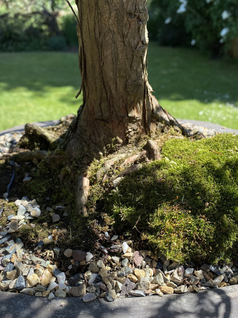 Sawara Cypress