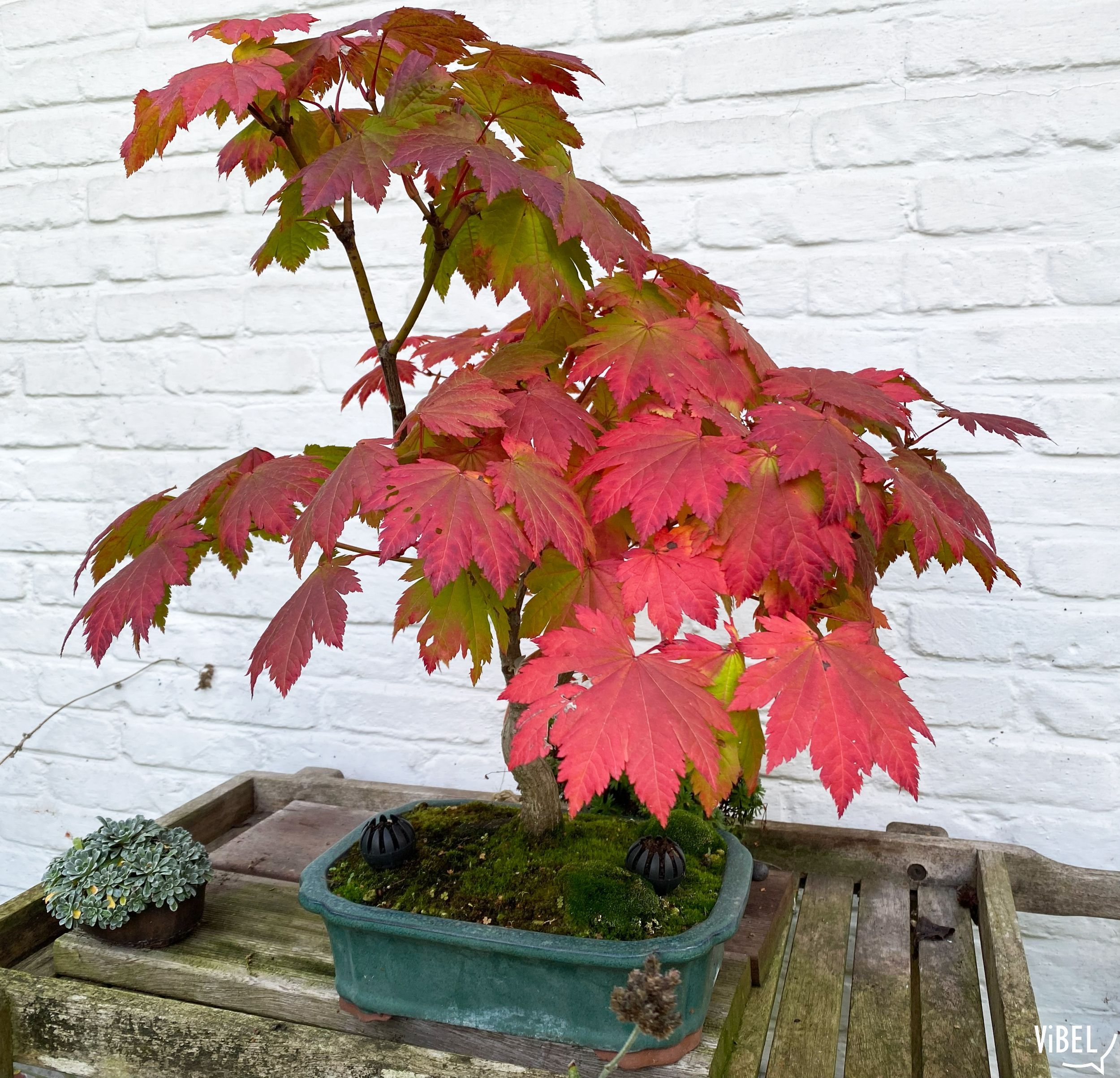 Acer japonicum Vitifolium 5952 20261024