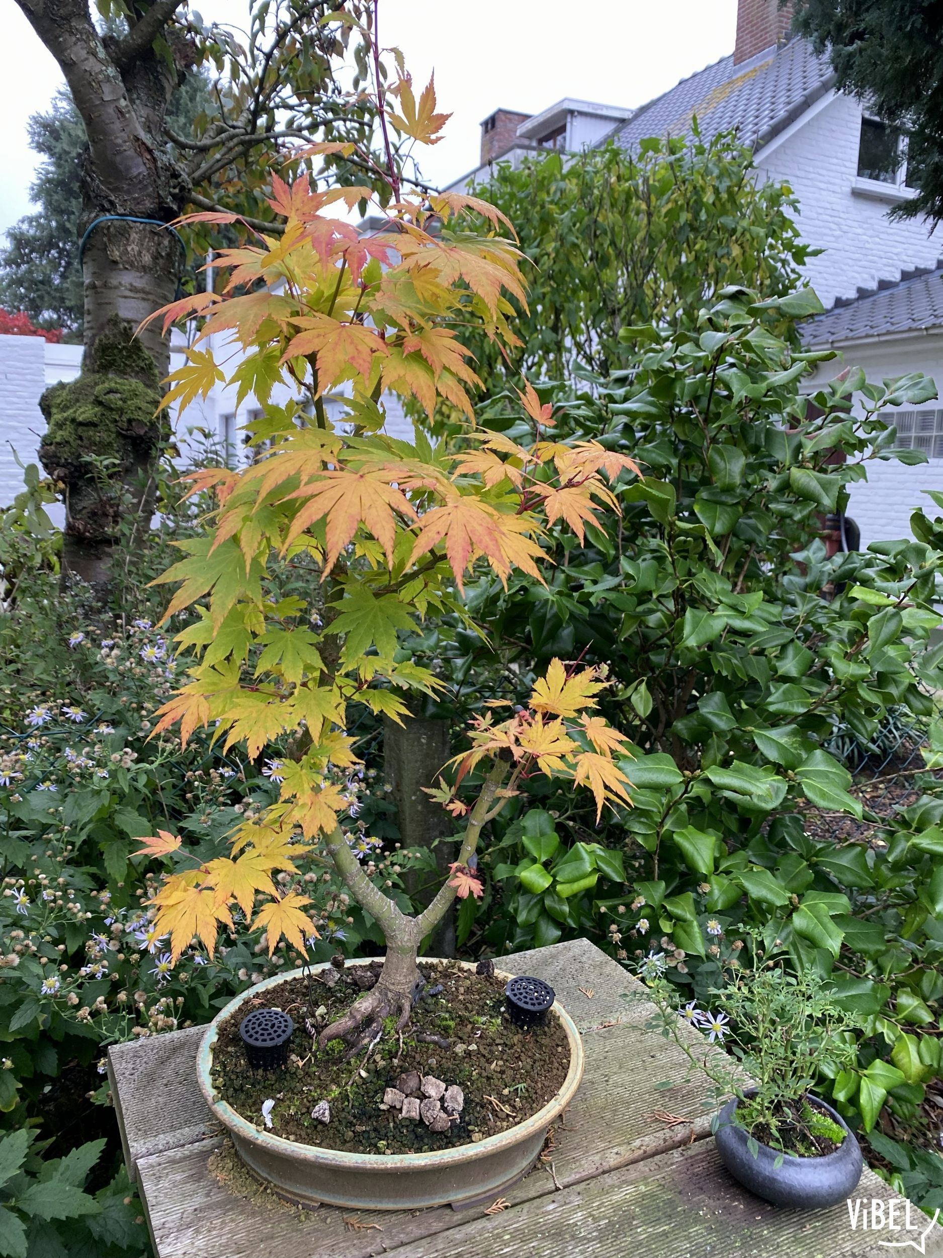 Acer palmatum Aureum 5975 20261027
