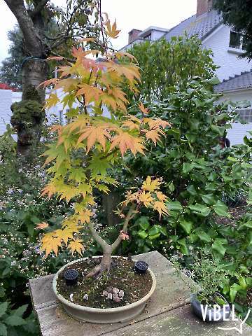 Acer palmatum Aureum 5975 20261027