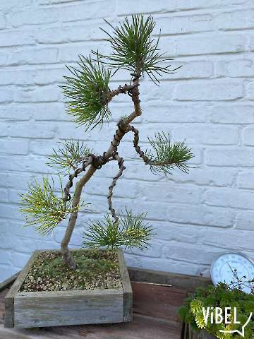 Pinus sylvestries 20250929 rewired