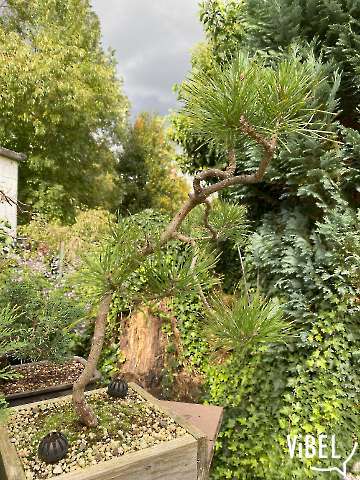 Pinus sylvestris 20250923-1